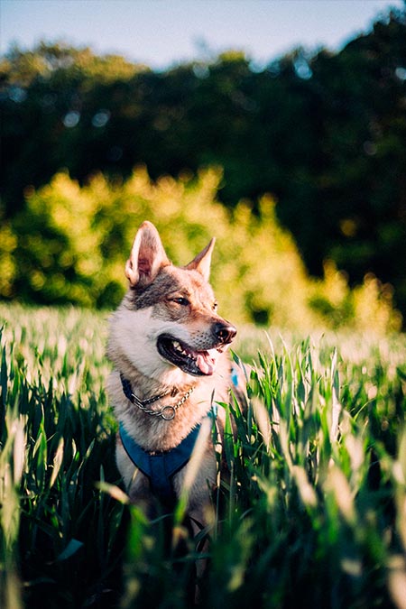 Naturanimal envio congelados
